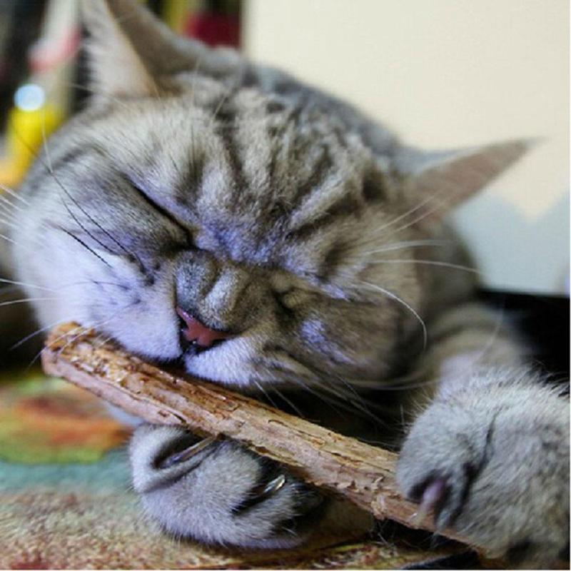 Cat Cleaning Teeth Natural Catnip Molar Toothpaste Stick Matatabi Actinidia Fruit Silvervine